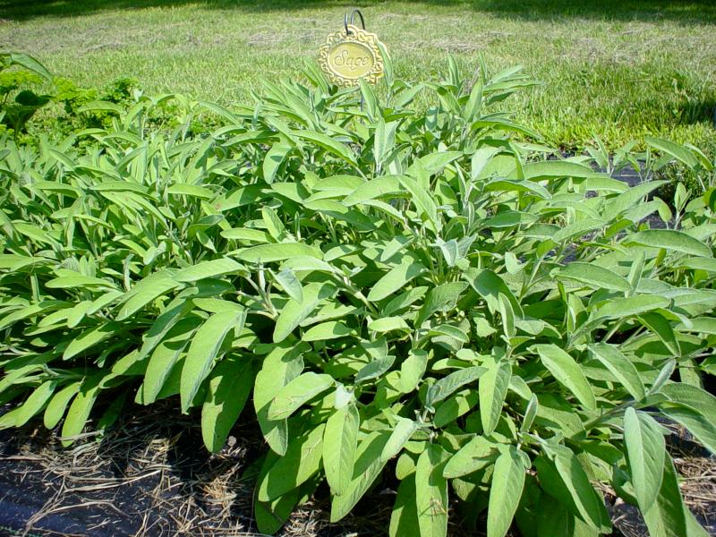 sage